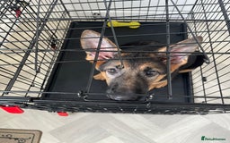 German Shepherd dogs for sale: Healthy German shepherd puppy needs new home - Image 10