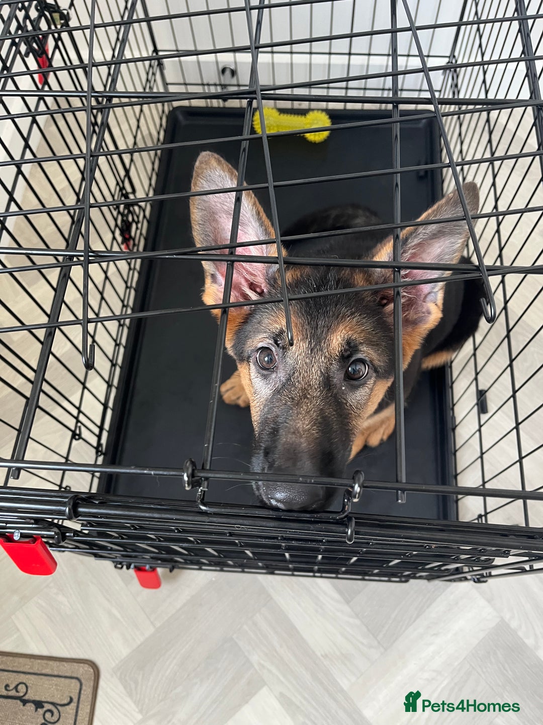 German Shepherd dogs for sale: Healthy German shepherd puppy needs new home - Image 10