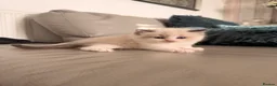 Ragdoll cats for sale: Seal bicolour & seal point  ragdolls  - Advert 15
