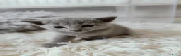 Russian Blue cats for sale: Stunning Full Pedigree Russian Blue  - Advert 12