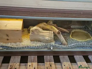 Corn Snake reptiles Friendly corn snake, vivarium with full set up - Advert 1