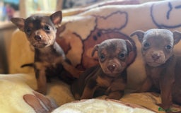 Jack Russell dogs for sale: Much Wenlock stunning miniature puppy  - Advert 18