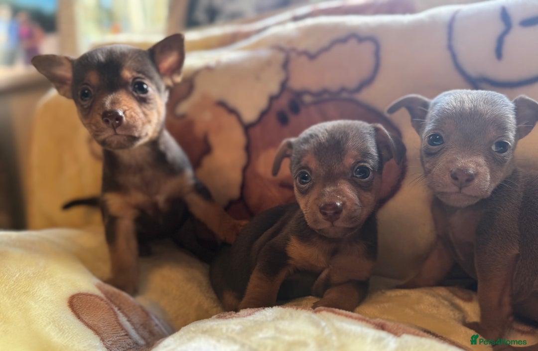 Jack Russell dogs for sale: Much Wenlock stunning miniature puppy  - Advert 18