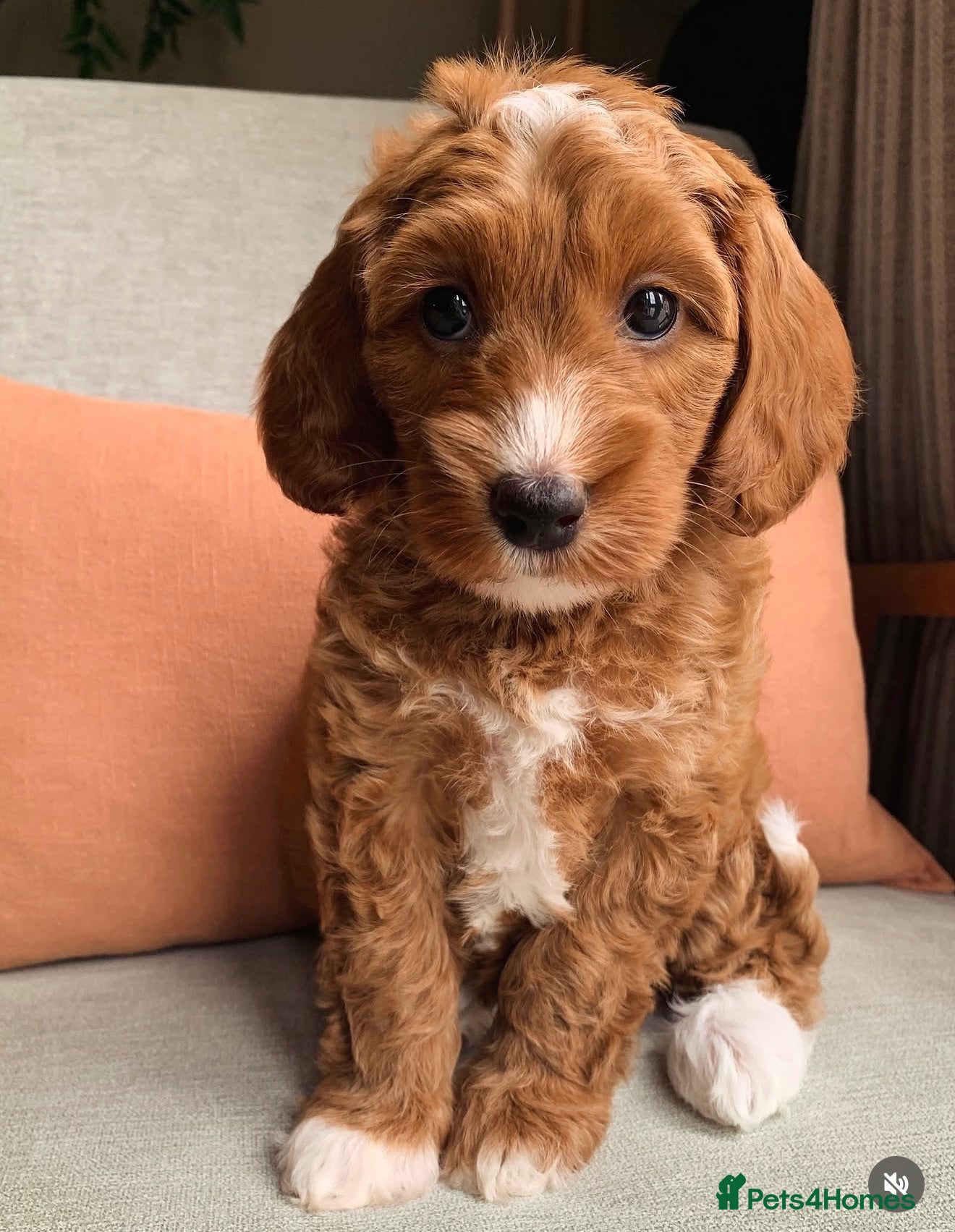 Cockapoo dogs Health Tested Multi Generational Cockapoos  - Advert 9