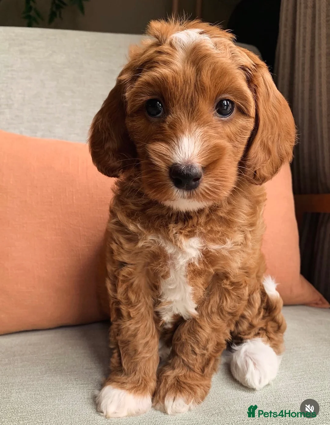 Cockapoo dogs for sale: Health Tested Multi Generational Cockapoos  - Advert 2