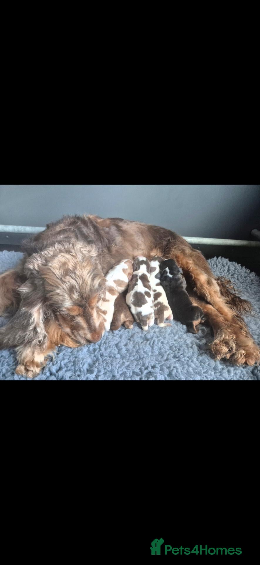 Cocker Spaniel dogs Kc reg show cocker spaniel - Advert 1
