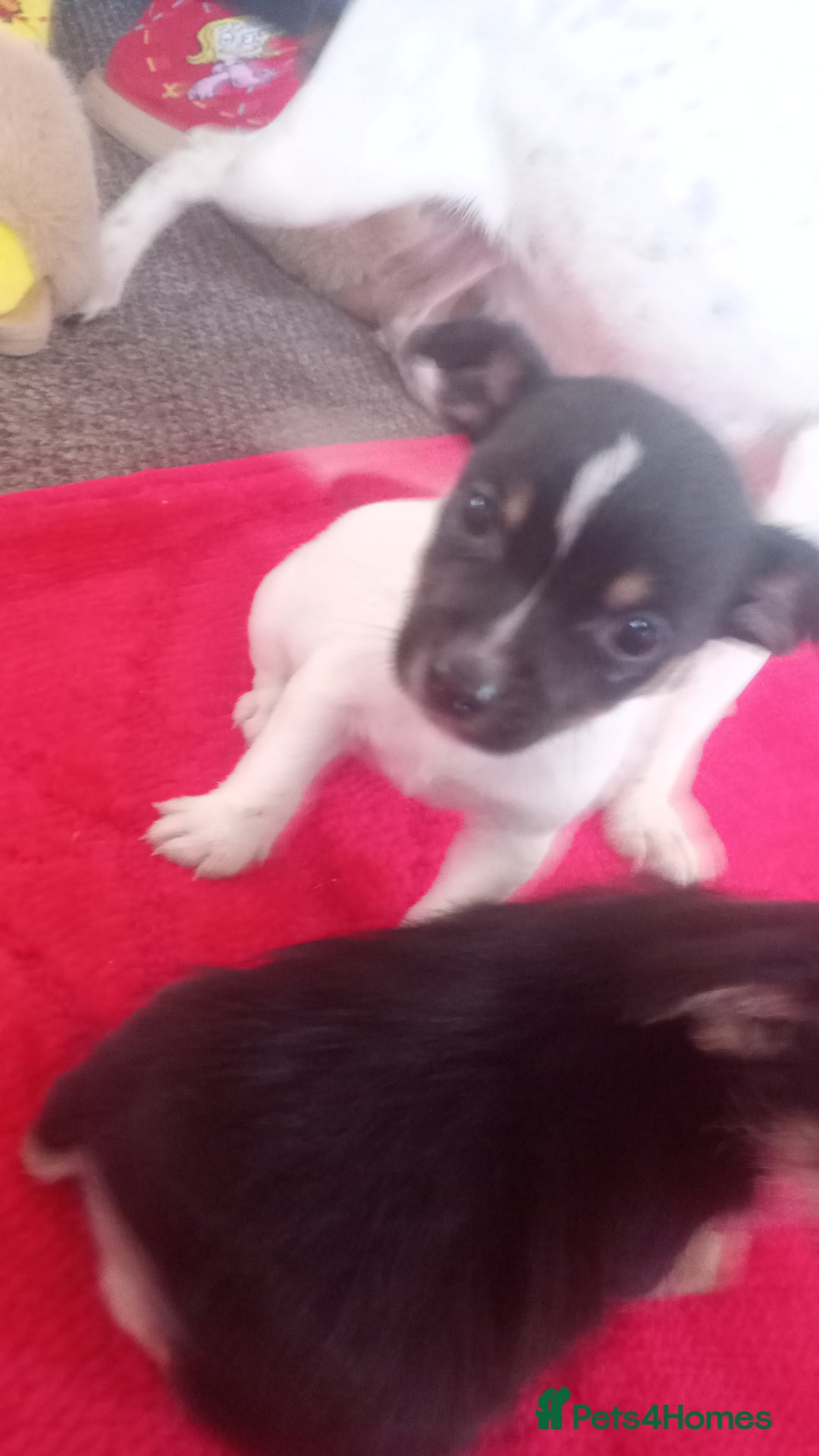 Mixed Breed dogs for sale: Jack Russell puppies  - Advert 4