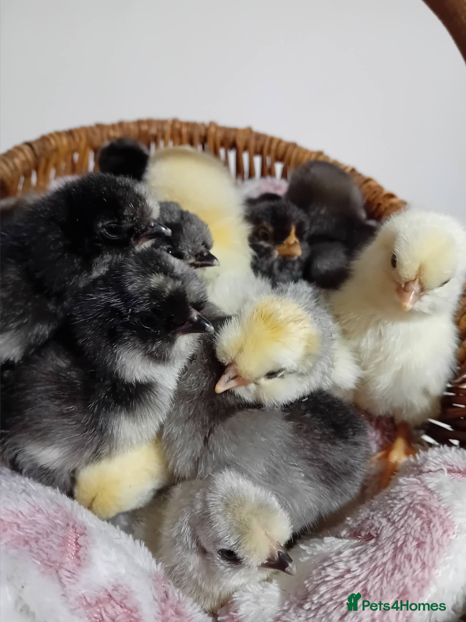 Chickens poultry Emerald Sapphire Blue Egg Layer Chicks for Sale - Advert 4