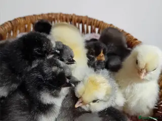 Chickens poultry Emerald Sapphire Blue Egg Layer Chicks for Sale - Advert 4