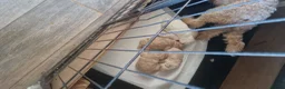 Cockapoo dogs for sale: 2 girls 3 boys available  - Advert 6