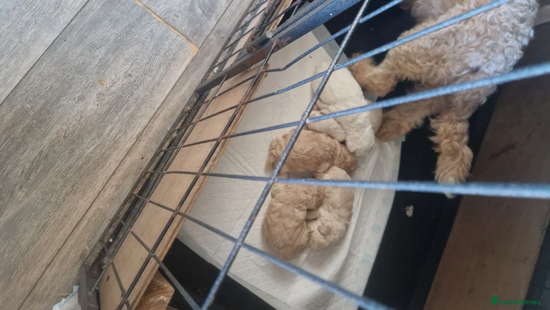 Cockapoo dogs for sale: 2 girls 3 boys available  - Advert 6