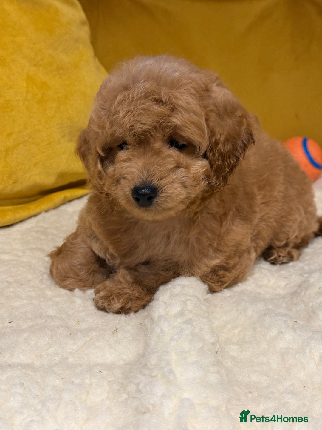 Cockapoo dogs for sale: Absolutely stunning puppies  - Advert 8