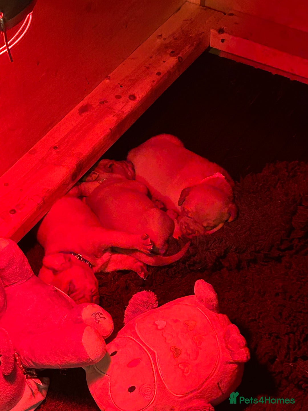 Dogue De Bordeaux dogs for sale: Dogue De Bordauex Puppies for sale - Image 14