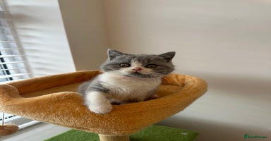 British Shorthair cats - Advert 5