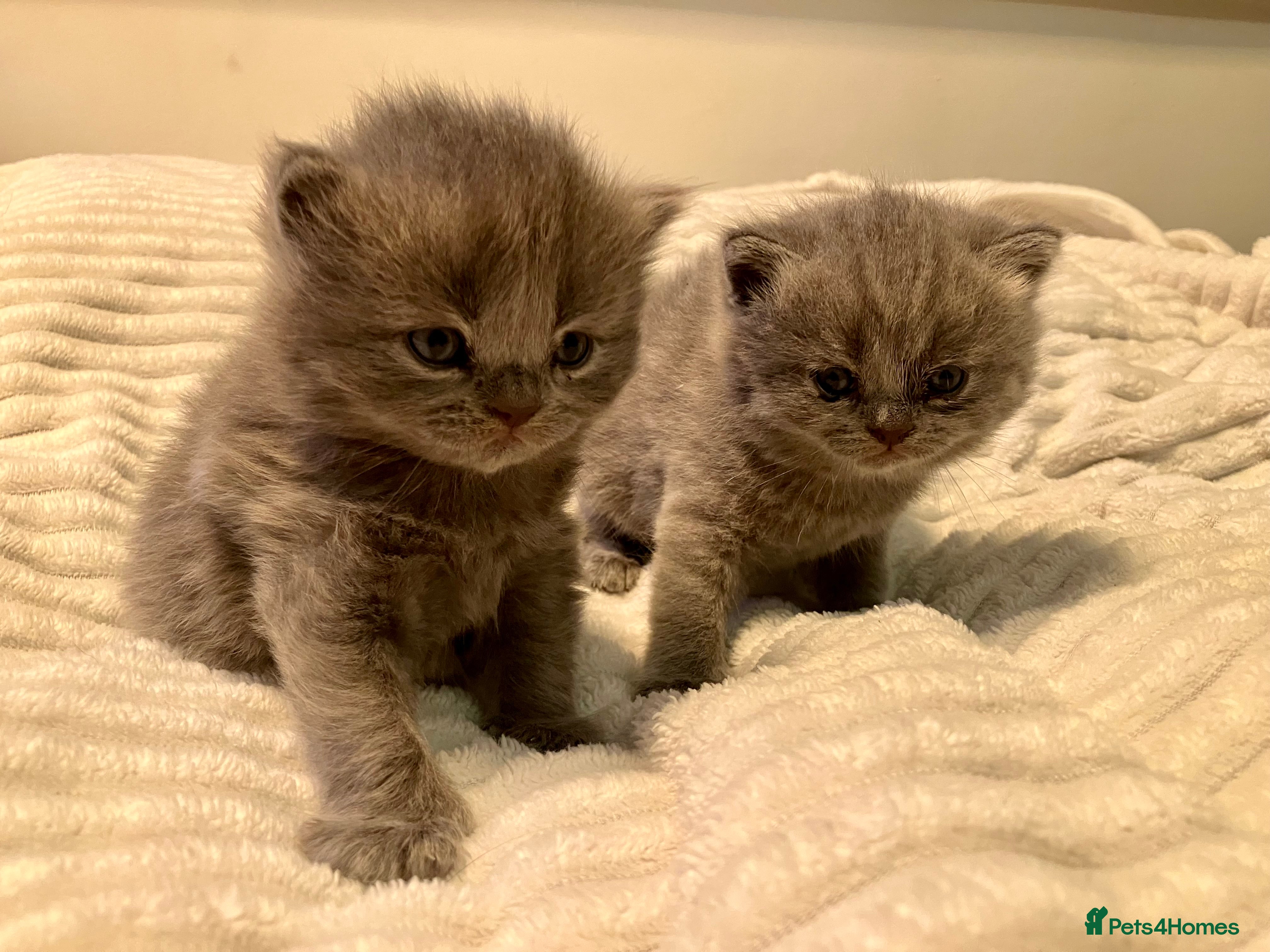 British Shorthair cats 💙❤️ British shorthair 💙❤️ - Advert 10