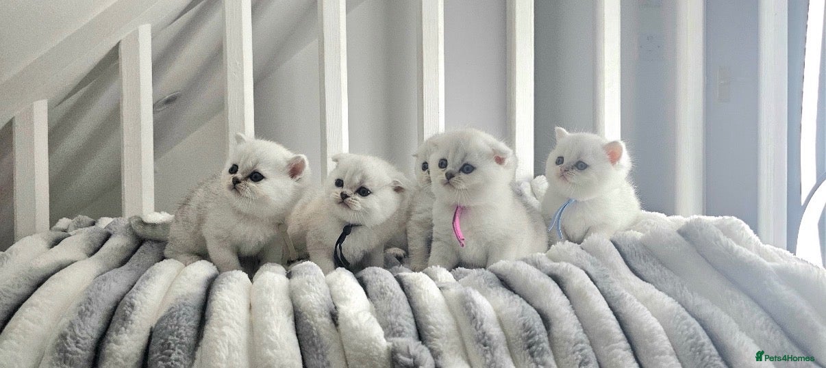 Scottish Fold cats Scottish fold/straight kittens - Advert 2