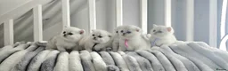 Scottish Fold cats for sale: Scottish fold/straight kittens - Advert 11