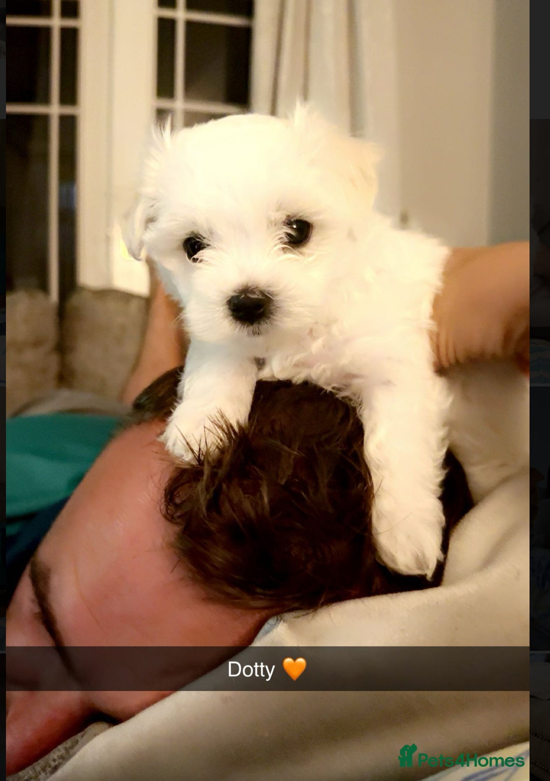 Mixed Breed dogs for sale: Bichon Maltese pups for sale 4 girls 1 boy - Image 11