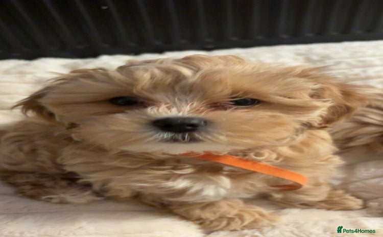 Shihpoo dogs Shihpoo puppies looking for homes - Advert 15