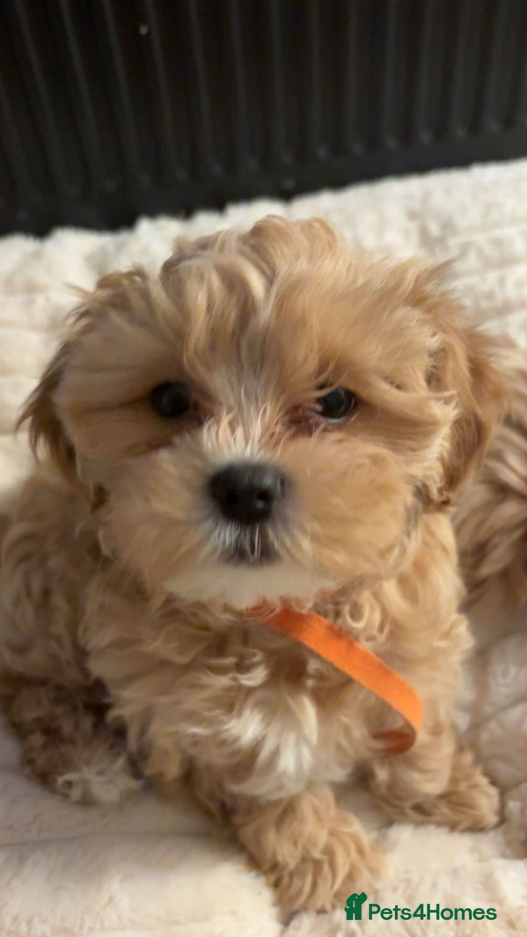 Shihpoo dogs for sale: Shihpoo puppies looking for homes - Advert 1