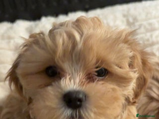 Shihpoo dogs Shihpoo puppies looking for homes - Advert 6