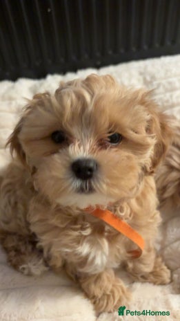 Shihpoo dogs Shihpoo puppies looking for homes - Advert 15