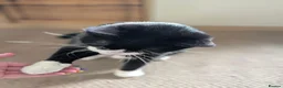 British Shorthair cats for sale:  ** ! - Tuxedo 4 year old Male  in Wirral - Advert 2