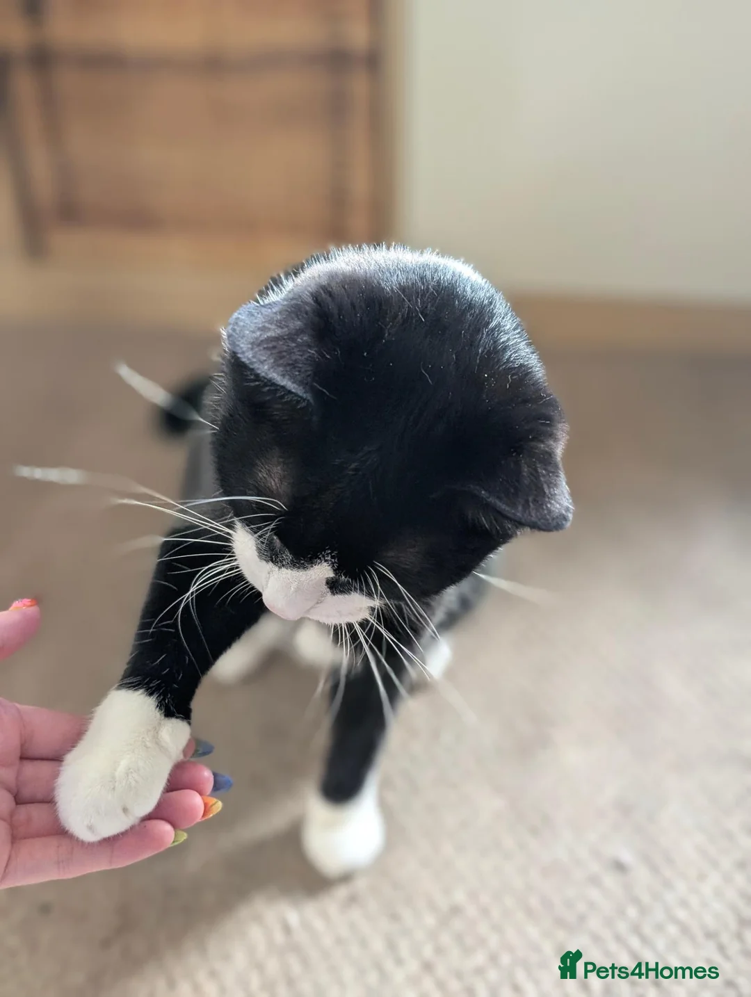 British Shorthair cats for sale:  ** ! - Tuxedo 4 year old Male  in Wirral - Advert 2