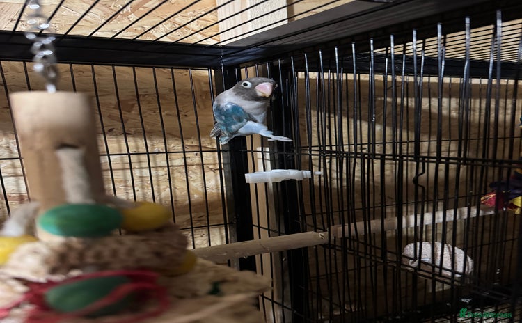 Parakeets birds FEMALE LOVE BIRD DNA  - Advert 17