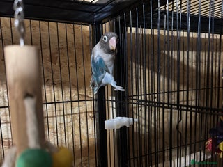 Parakeets birds FEMALE LOVE BIRD DNA - Advert 1