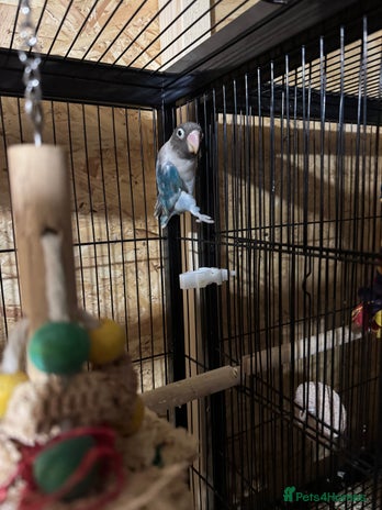 Parakeets birds FEMALE LOVE BIRD DNA - Advert 17