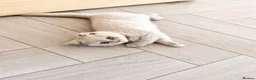 British Shorthair cats for sale: Beautiful lilac British short hair kittens - Advert 10