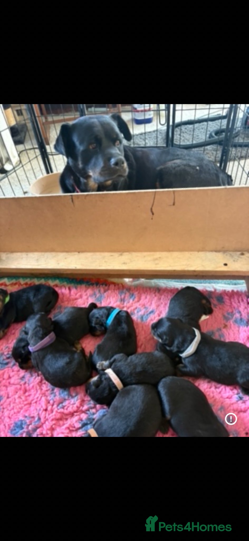 Rottweiler dogs Stunning litter of Rottweiler babies  - Advert 8