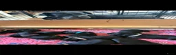 Rottweiler dogs for sale: Stunning litter of Rottweiler babies  - Advert 1
