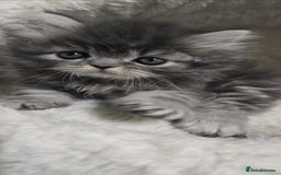 Persian cats for sale: 4 Persian Kittens - Image 9