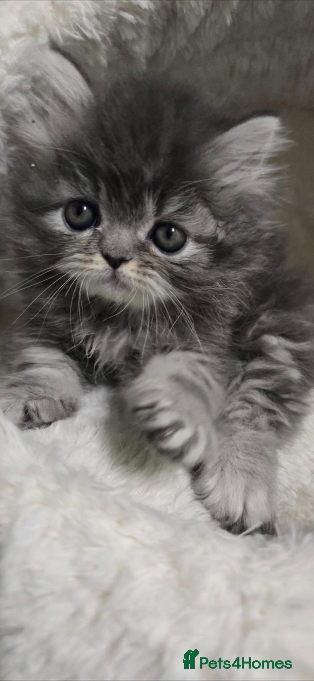 Persian cats for sale: 4 Persian Kittens - Image 9