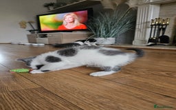 Mixed Breed cats for sale: 4 adorable kittens — 2 boys girls and 2 girls. - Image 26