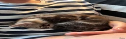 Maine Coon cats for sale: Little maine coon boy cross for sale - Advert 5