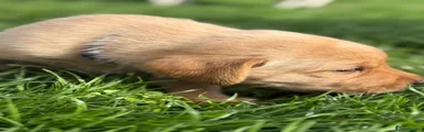 Labrador Retriever (Grey Collar)
