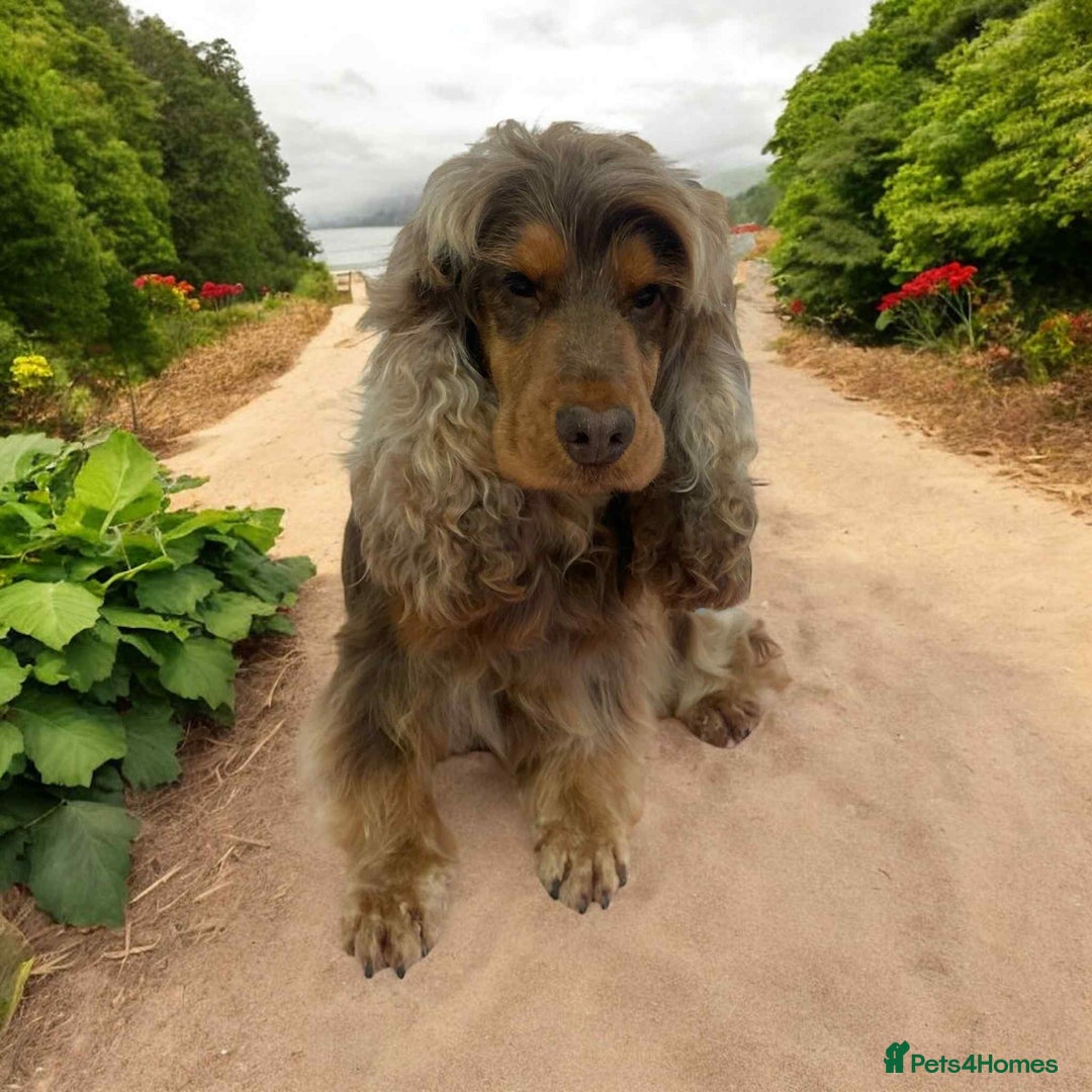 Cocker Spaniel dogs for stud: stunning chocolate and tan show cocker  stud in Doncaster - Image 2