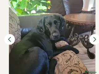 Labrador Retriever dogs Black male lab pup - Advert 3