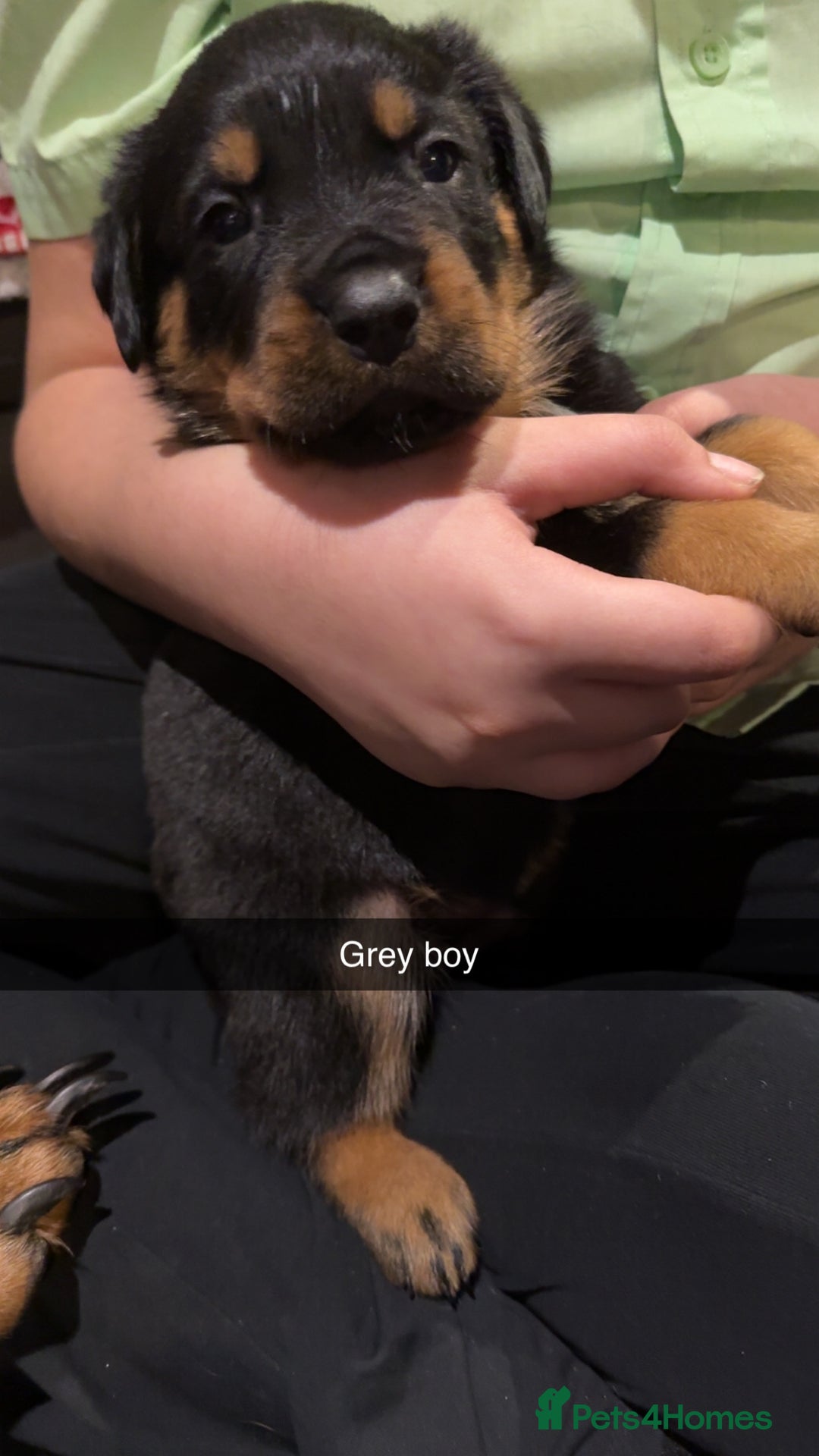 Rottweiler dogs for sale: Gorgeous Rottweiler puppies - Advert 9