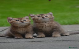 British Shorthair cats for sale: Last kitten left: TICA Golden Black Shaded BSH/BLH - Image 1