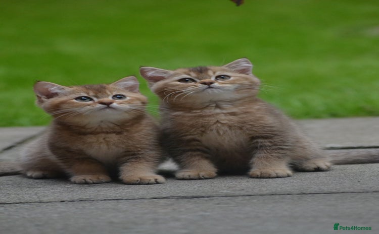 British Shorthair cats - Advert 7