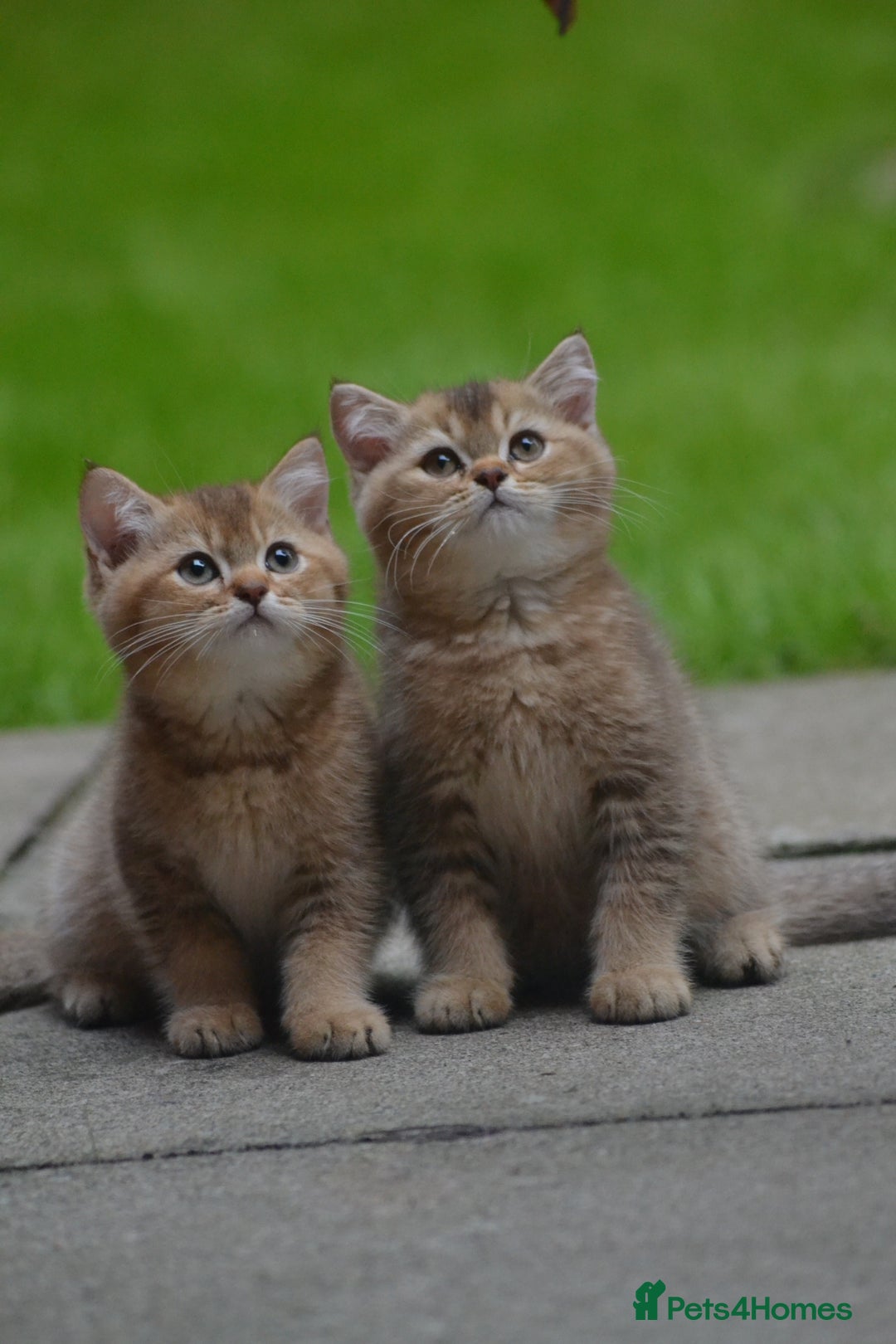 British Shorthair cats for sale: Last kitten left: TICA Golden Black Shaded BSH/BLH - Image 1