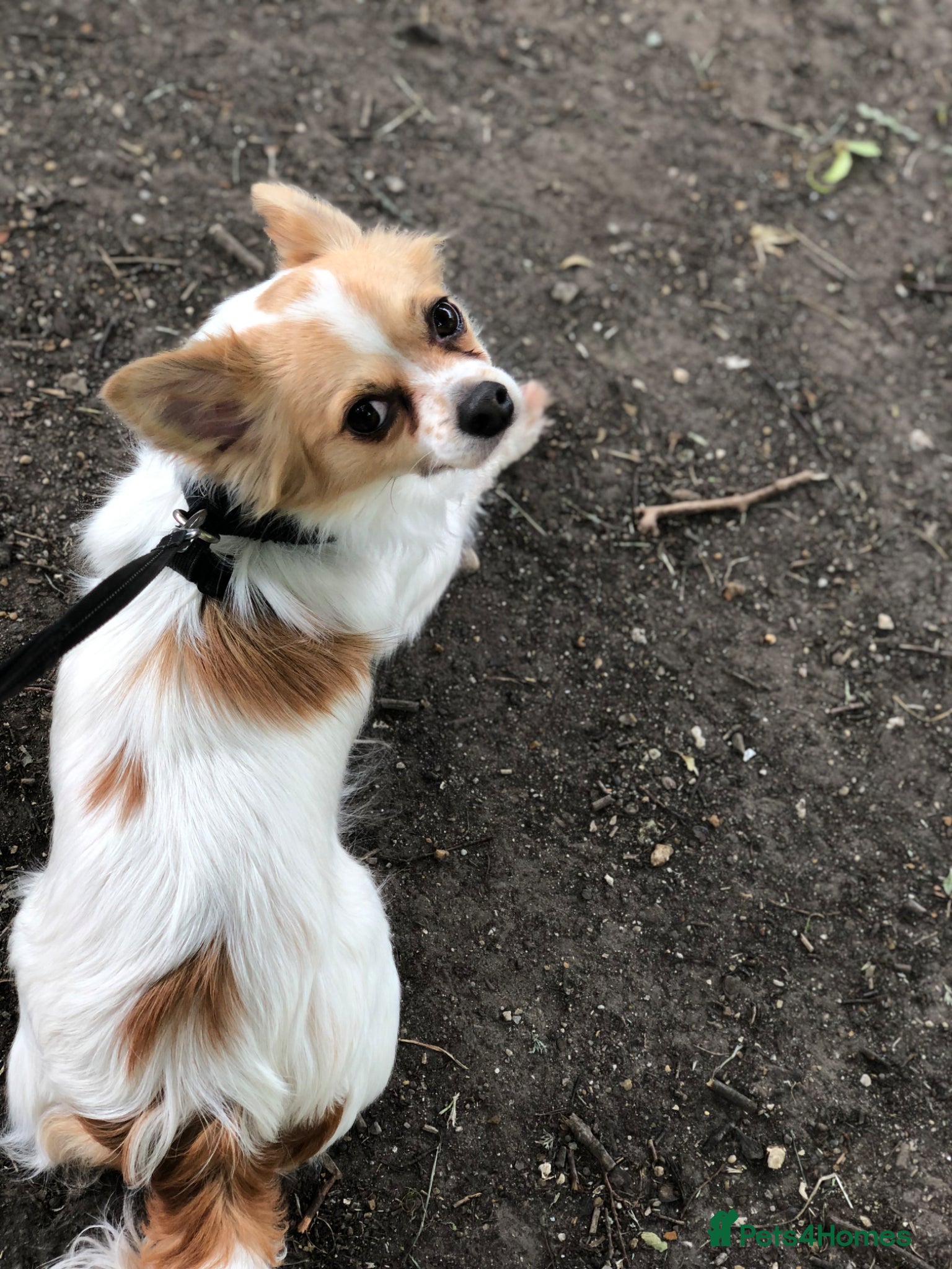 Chihuahua dogs for sale: Old boy REHOME required in Ilminster - Advert 10