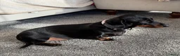 Dachshund dogs for sale: Beautiful Lady Daschund  - Advert 5