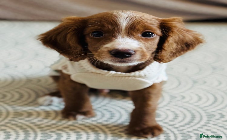 Cavapoo dogs Cavapoo puppy 9 weeks old - Advert 14