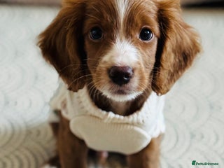 Cavapoo dogs Cavapoo puppy 9 weeks old - Advert 18