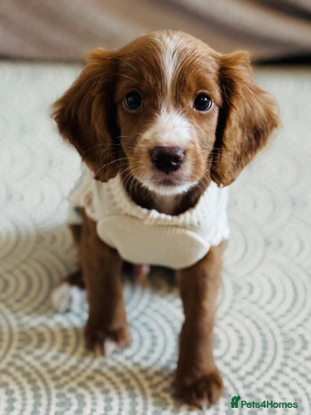 Cavapoo dogs Cavapoo puppy 9 weeks old - Advert 14